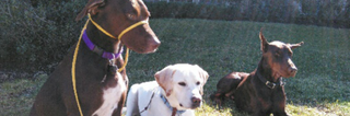 Illustration for article titled Refreshing Dog Running and Pack Walks in Kings Grant
